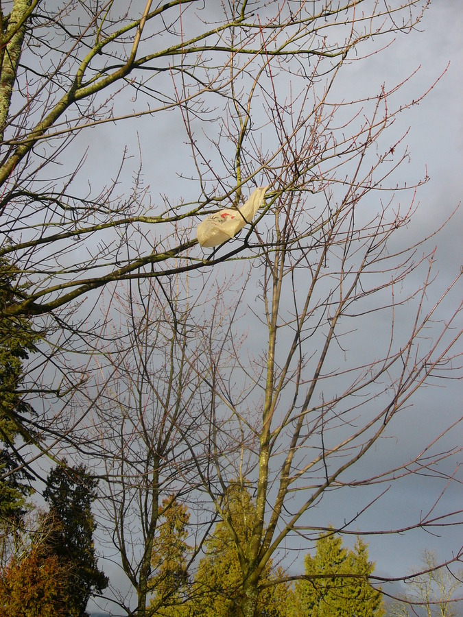 Bag in Canadian tree